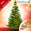 Tannenbaum online bestellen