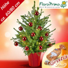 Weihnachtsbäume kaufen online